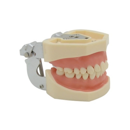 Modelo Anatomico Dental Tipo Donto
